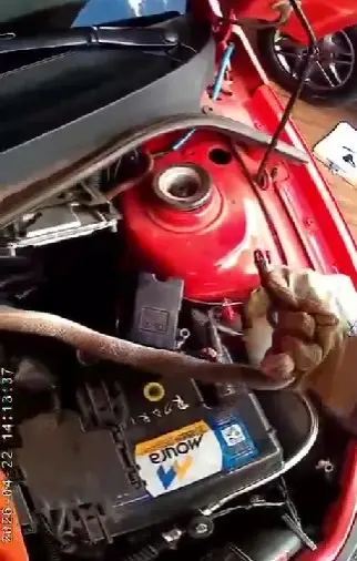 serpente-no-motor-do-carro.webp.webp