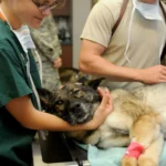 12019-veterinary-85925-scaled.webp.webp