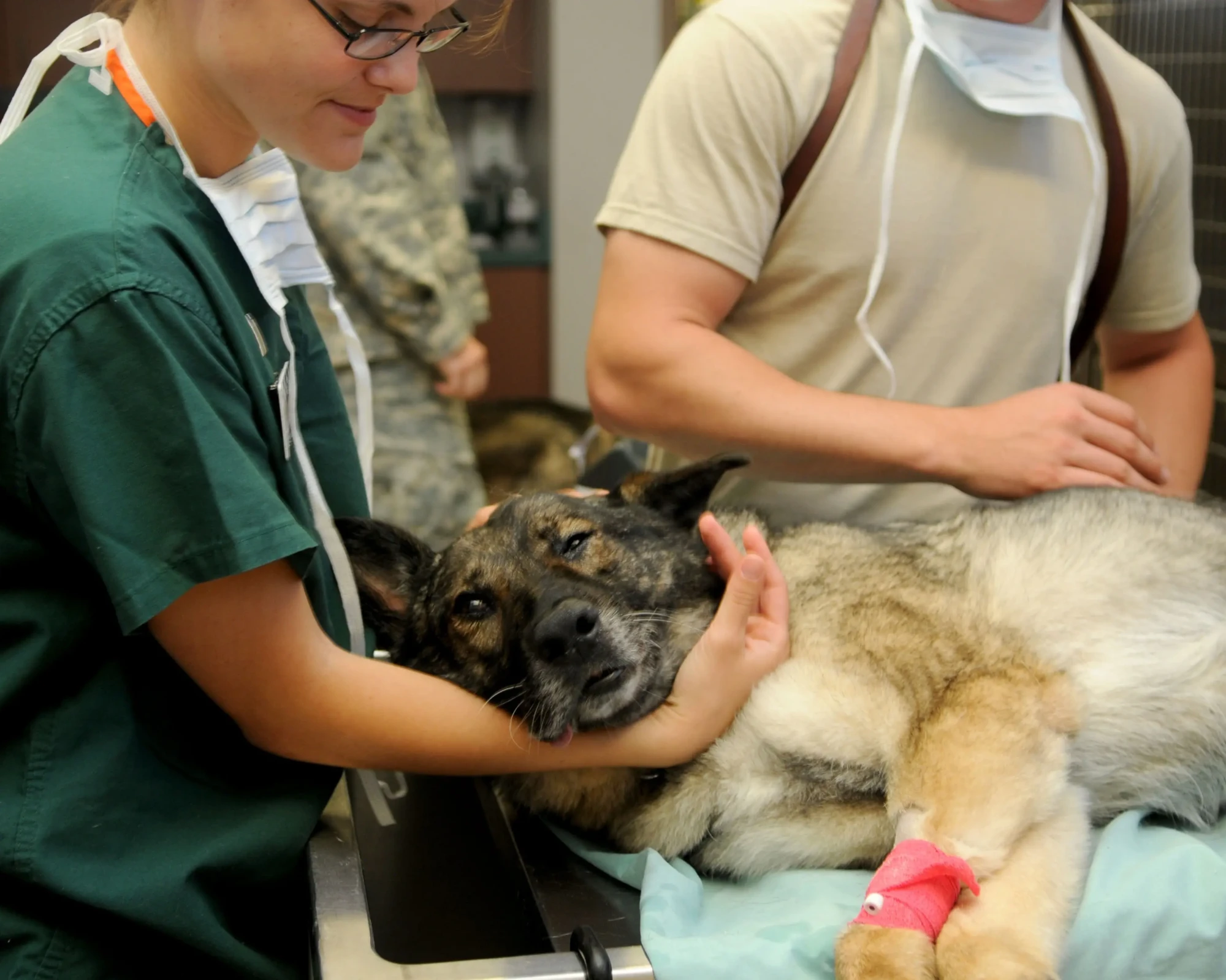 12019-veterinary-85925-scaled.webp.webp